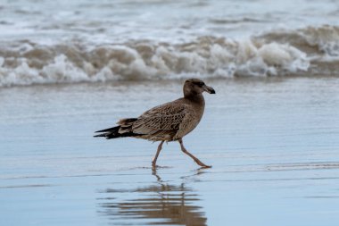 Pasifik martı larus pasificus