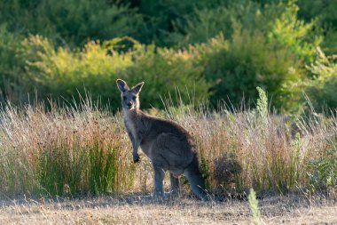EASTERN GREY KANGAROO makropus giganteus