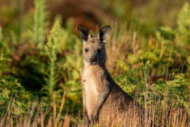 EASTERN GREY KANGAROO makropus giganteus
