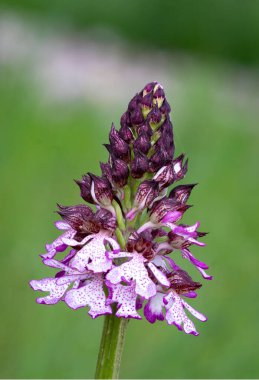 piramit orkidesi anakamit piramidalis