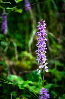 ortak benekli orkide dactylorhiza fuchsii