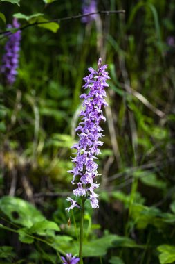 ortak benekli orkide dactylorhiza fuchsii