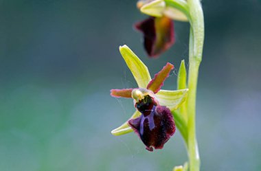 Erken Örümcek Orkidesi Ophrys Shegodes