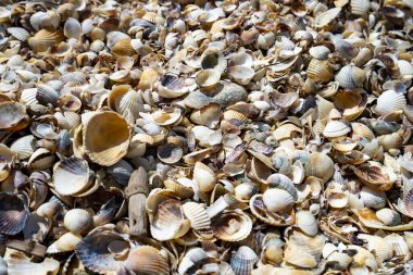 Shell Beach, Camargue Ulusal Parkı, Fransa