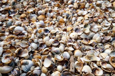 Shell Beach, Camargue Ulusal Parkı, Fransa