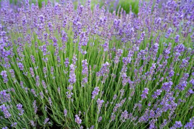 Ortak Lavanta Lavandula angustifolia