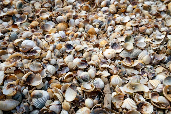 Shell Beach Camargue National Park France — Stock Photo, Image