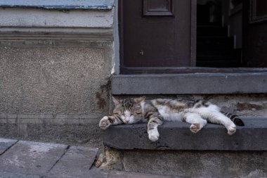 Gri taştan bir evde sıcak bir günde bir kedi yatıyor beton bir merdivende uyuyor ve çok seksi.