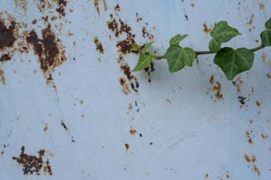 Büyük beyaz bir metal levha paslıdır ve üzerinde yeşil bir bitkinin yapraklarının büyüdüğü ilginç bir desen oluşturur.