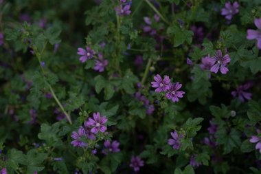 Küçük güzel çiçekler çayırlarda açar ve yeşil yaprakları olur.