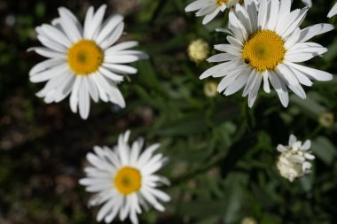 Yukarıdan görünen güzel beyaz çiçekler ve yeşil yaprak arkaplanı bulanık ve koyu