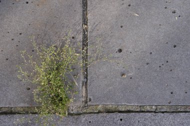 Geometrik deseni oluşturan eski gri beton kiremitler ve dikişlerinde yeşil bir çiçek büyüdü.