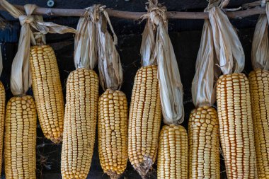 Bir ipe bağlanmış sarı mısır güneşte sallanıyor ve kuruyor.