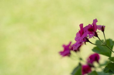 Kırmızı çiçekler açık yeşil arka planda güneşli havada açar.