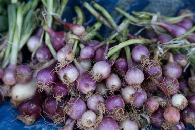 Küçük, taze, mor soğanlar örtüye konur ve yeşil kurdeleleri vardır.