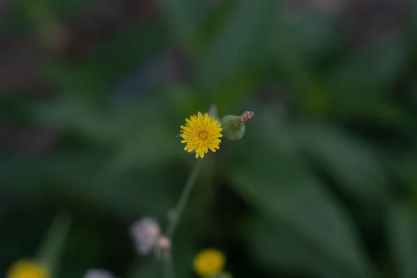 Květina Zeleným Stonkem Tmavém Zasmušilém Rozmazaném Pozadí — Stock fotografie