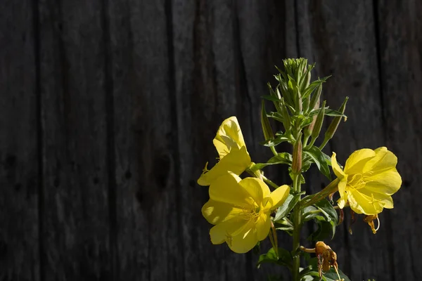 Helder Gele Bloemen Opvallen Zomerzon Een Zeer Donkere Achtergrond — Stockfoto