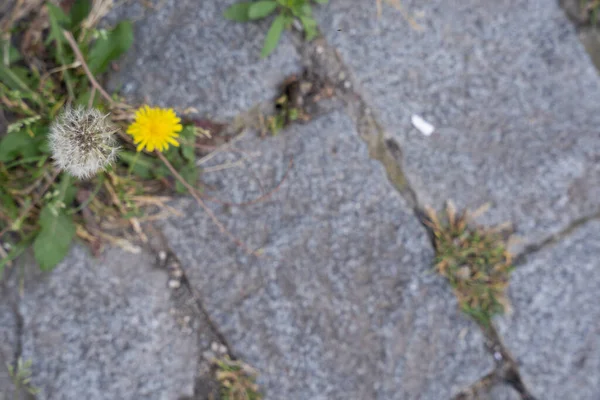 Ovanifrån Vackra Vita Blommor Blom Och Den Gröna Bladbakgrunden Suddig — Stockfoto