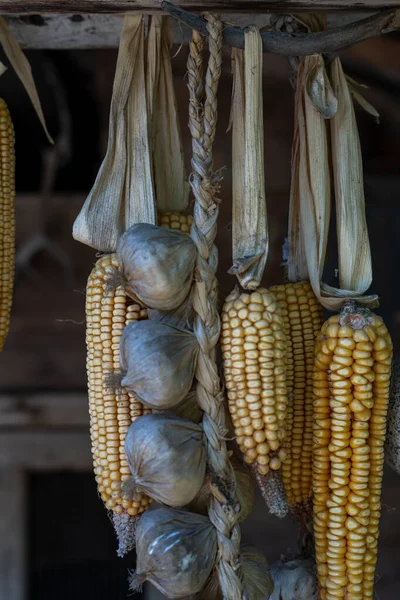 Sladká Žlutá Kukuřice Přivázaná Provázku Visí Slunci Zasychá — Stock fotografie