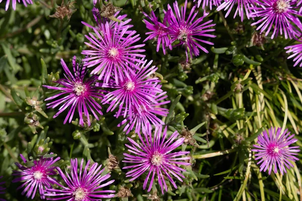 Pohled Shora Fialové Malé Květy Kvetoucí Zeleném Pozadí — Stock fotografie