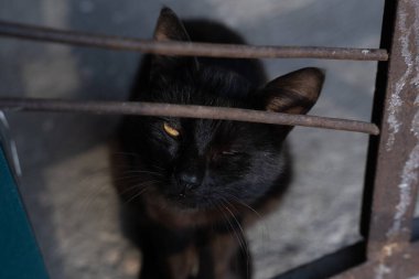 Terk edilmiş yalnız bir kedi gri beton bir balkonun merdivenlerinde duruyor ve aramızdaki metal telden sana bakıyor.