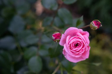 Güzel kırmızı bir gül yeşil bir arka planda çiçek açar. Yanındaki bazı küçük beyaz çiçekler.