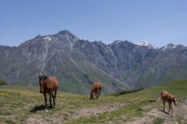 Parlak saçlı güzel atlar, hem dağda hem de yeşil çimen yiyen, arkasında mavi gökyüzü olan güzel bir Gürcistan dağ manzarası var.