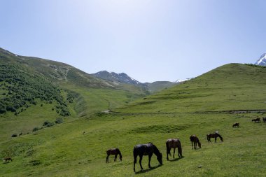 Parlak saçlı güzel atlar, hem dağda hem de yeşil çimen yiyen, arkasında mavi gökyüzü olan güzel bir Gürcistan dağ manzarası var.