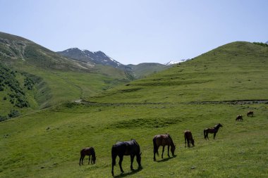 Parlak saçlı güzel atlar, hem dağda hem de yeşil çimen yiyen, arkasında mavi gökyüzü olan güzel bir Gürcistan dağ manzarası var.