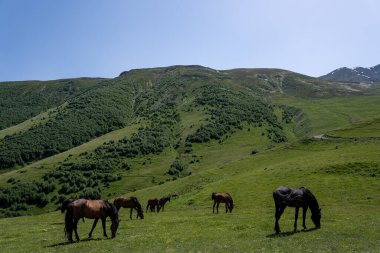 Parlak saçlı güzel atlar, hem dağda hem de yeşil çimen yiyen, arkasında mavi gökyüzü olan güzel bir Gürcistan dağ manzarası var.