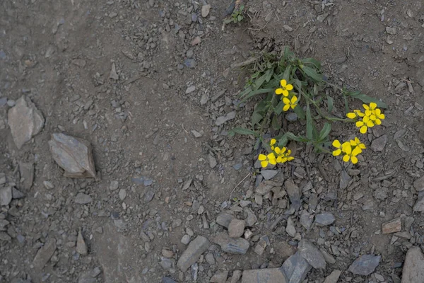 在灰色的沙地上绽放着美丽的黄色花朵 — 图库照片