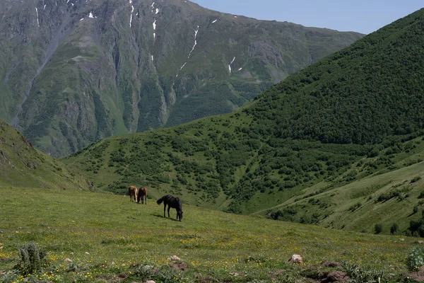 美丽的马 头发闪亮 既在山上 又吃着青草 后面是美丽的格鲁吉亚山水 蓝蓝的天空 — 图库照片