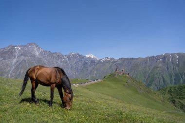 Bir tepede duran ve yeşil çimen yiyen güzel asil bir at. Arkasında güzel bir Gürcistan dağı var. Mavi bir gökyüzü açılıyor.