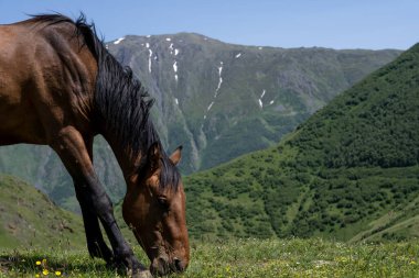 Bir tepede duran ve yeşil çimen yiyen güzel asil bir at. Arkasında güzel bir Gürcistan dağı var. Mavi bir gökyüzü açılıyor.