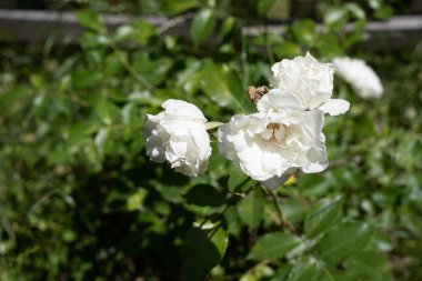 Muhteşem yeşil arka planda güzel beyaz güller açar.