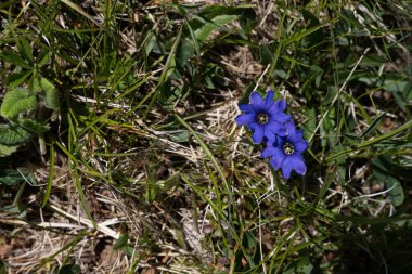 Çiçekler, koyu yeşil arka plandaki mavi çanlar gibi açar.