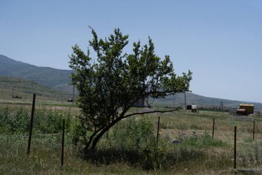 Arkasında geniş bir düzlük ve güzel mavi bir gökyüzü görebileceğiniz dağlarda yetişen büyük, güzel bir koruluk.