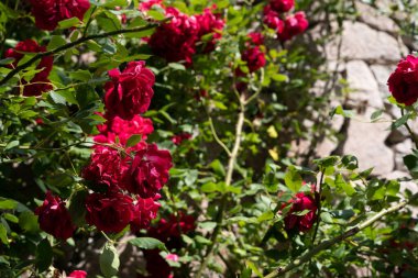 Koyu kırmızı güller, parlak güneşin parladığı yeşil gül yapraklarından oluşan bir arka planda çiçek açar.