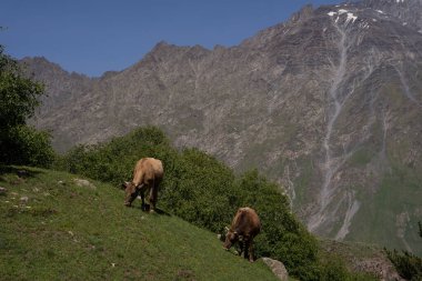 Gürcistan 'ın yeşil dağlarında çeşitli inekler otluyor. Mavi gökyüzü ile güzel bir dağ manzarası var.