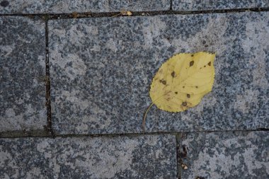 Üzerinde dikişler olan kırmızı taş kaldırımlar güzel sarı bir yaprak düştü.