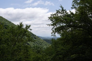 Yeşil ağaçları ve çalıları olan olağanüstü kasvetli ve gizemli bir parkın tepesinden dağ manzarası,