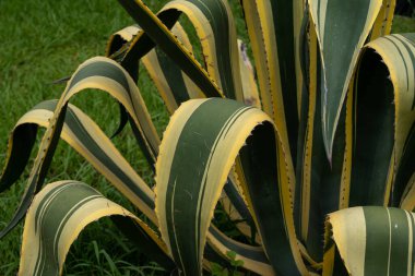 çok büyük yeşil ve sarı aloe yeşil çimlerde yetişir.