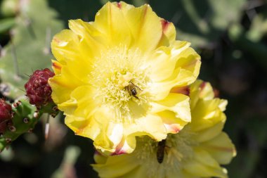 Güneşli bir günde, parlak sarı çiçekli kaktüs.
