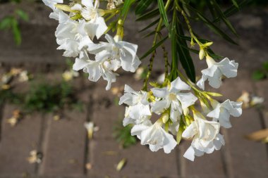 Güzel, beyaz, yeşil yapraklı çiçekler ve arka planda gri asfalt.