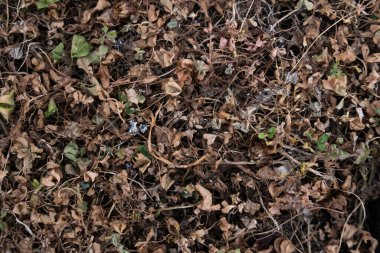 Kahverengi solmuş bitkiler ve çimenler birlikte ilginç bir desen oluştururlar.