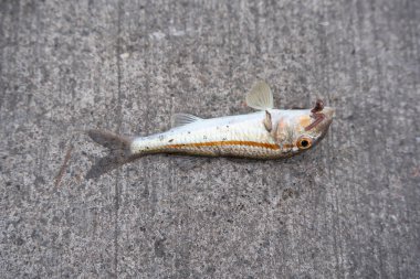 Renkli bir tarafı olan küçük bir balık gri beton zeminde yatıyor.