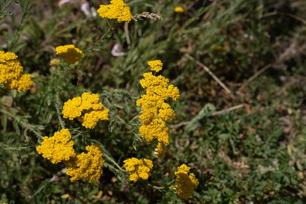 Flores Campo Amarelas Florescem Prado Verde Perto Para Cima — Fotografia de Stock