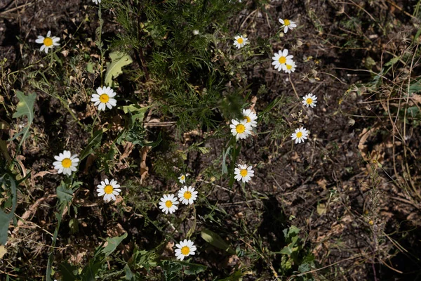 许多不同的小花开在绿色的深草的背景上 — 图库照片