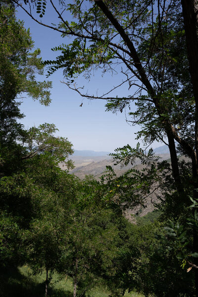 view of the mountains among the dark green trees where you can see a spectacular distant view of the mountains