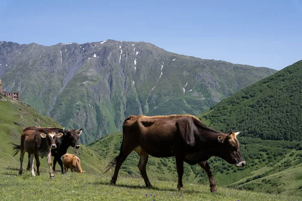 美丽的格鲁吉亚山 棕色的奶牛用角吃草 教堂的背景清晰可见 — 图库照片